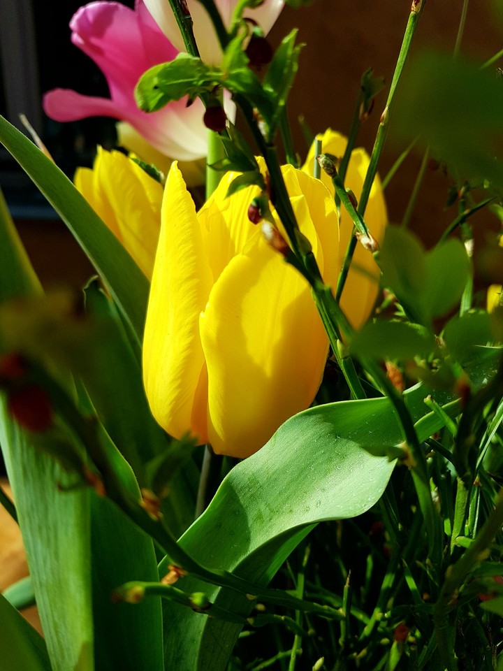 tulipe