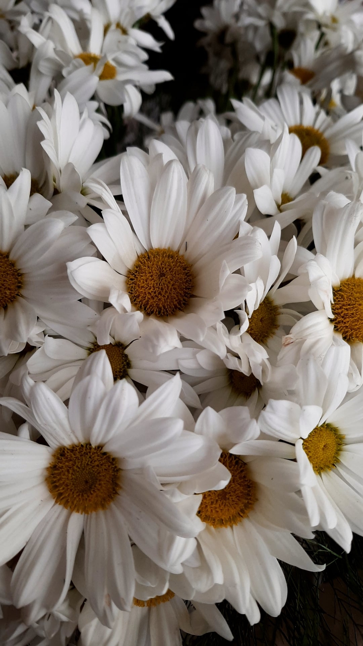 Daisy