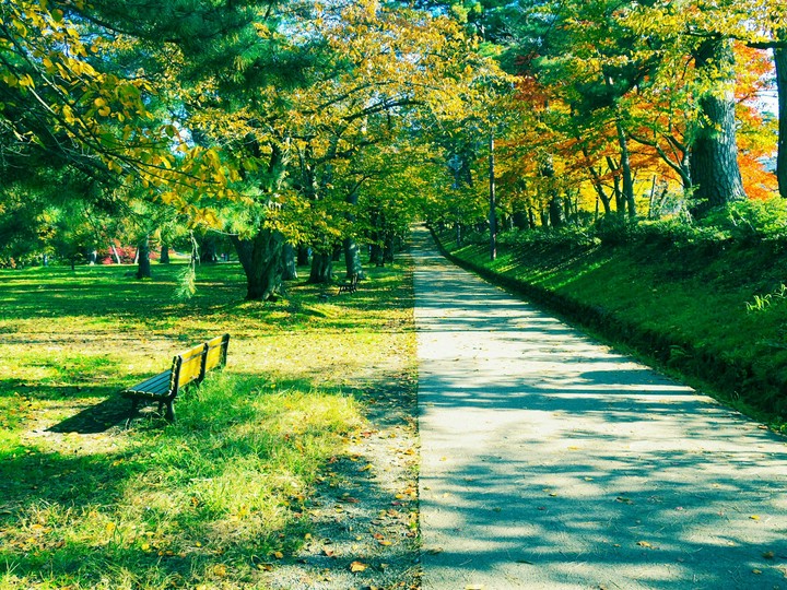 公園の道