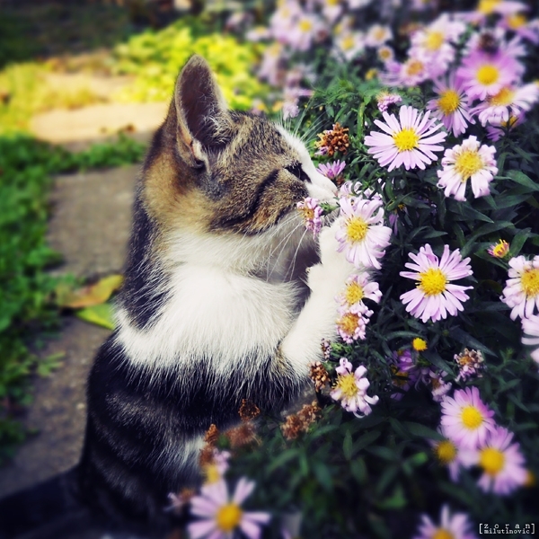 پشیلە و گوڵ.......cat and flowers