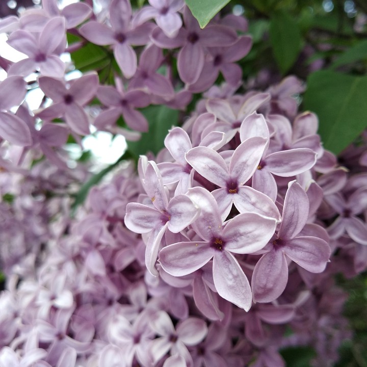 lilac blossoms