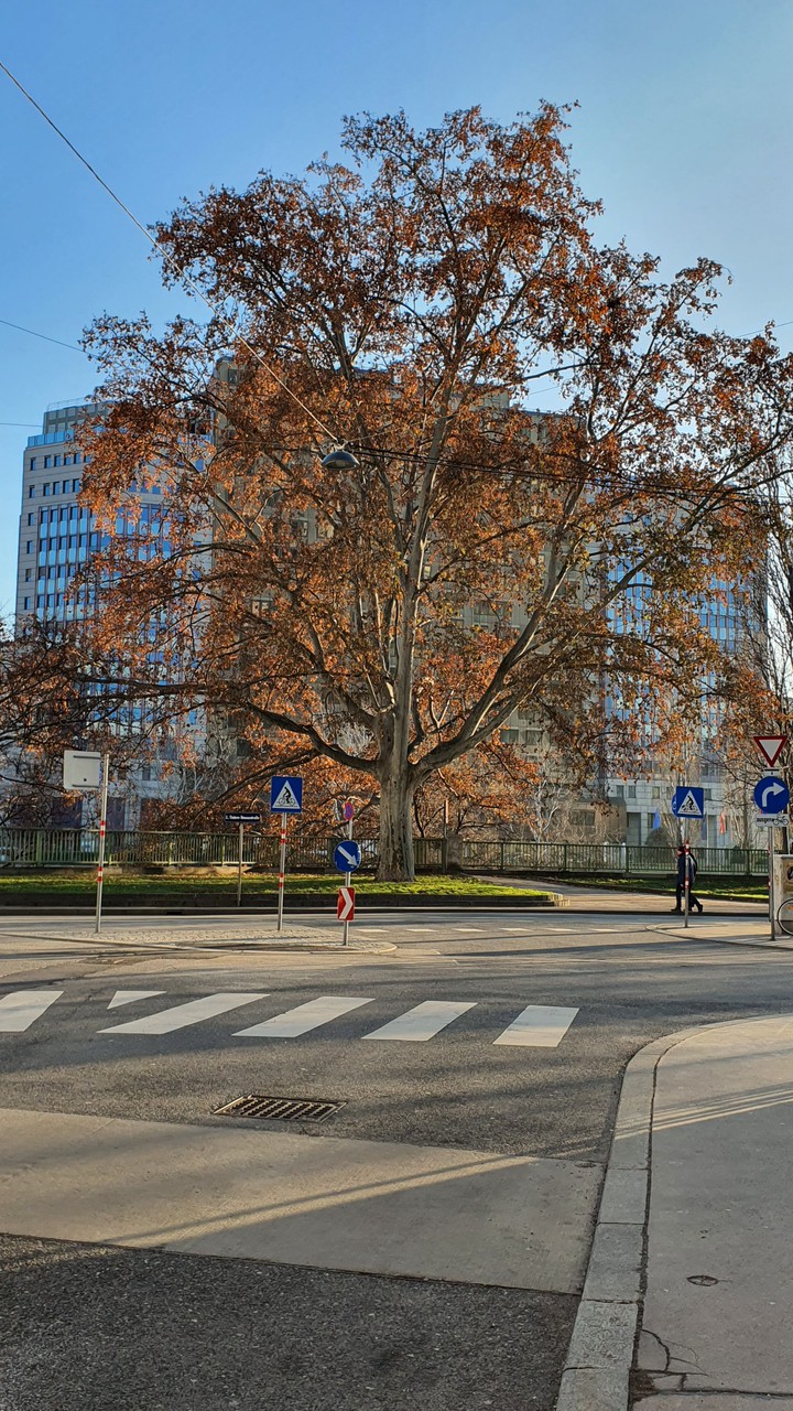 درخت Baum Tree
