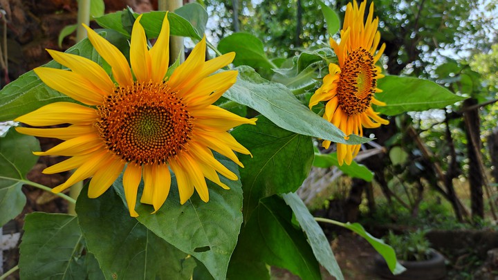 sunflower