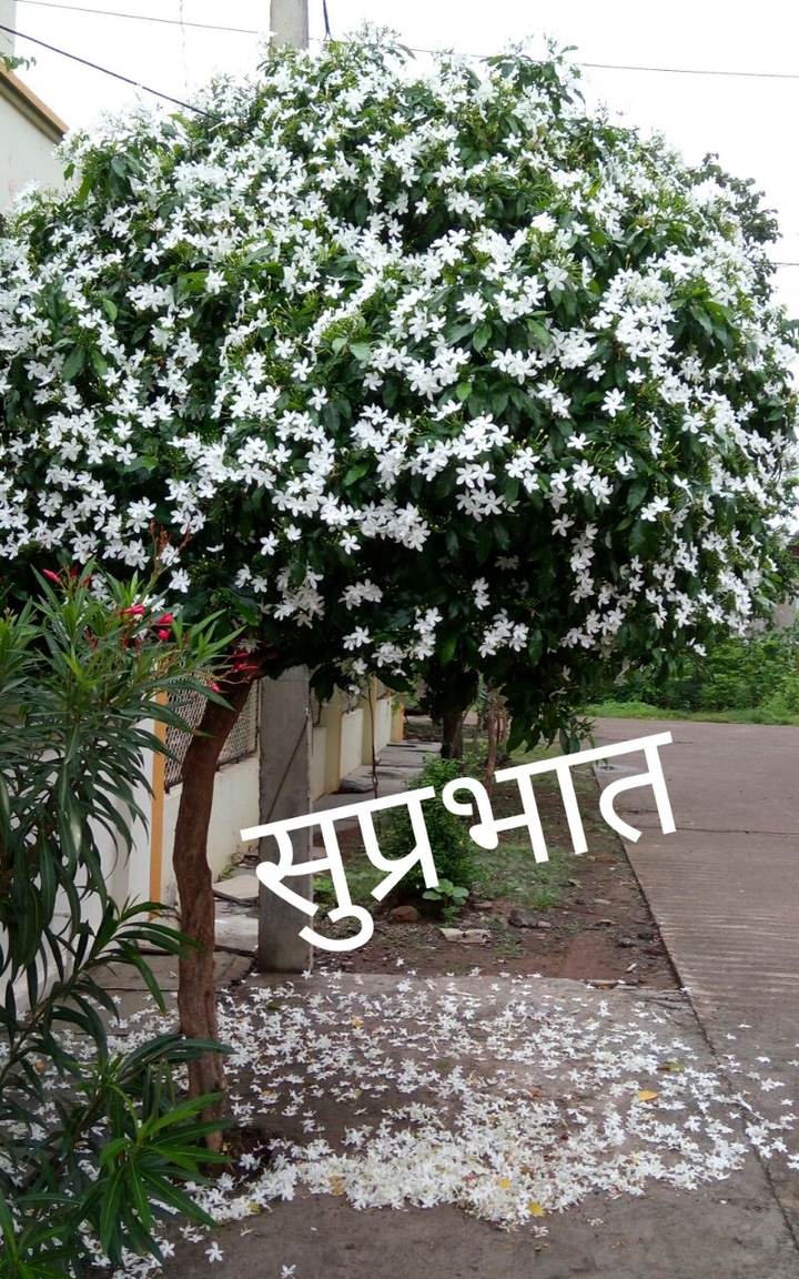 good morning