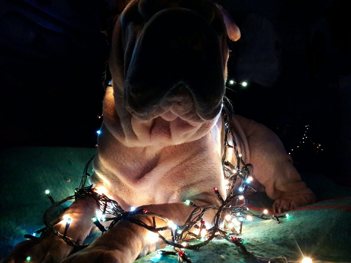 my dog