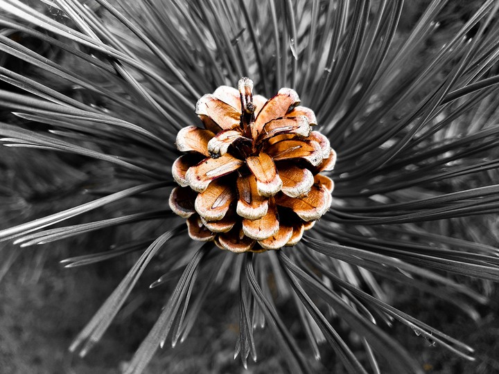 Nob from my garden 2