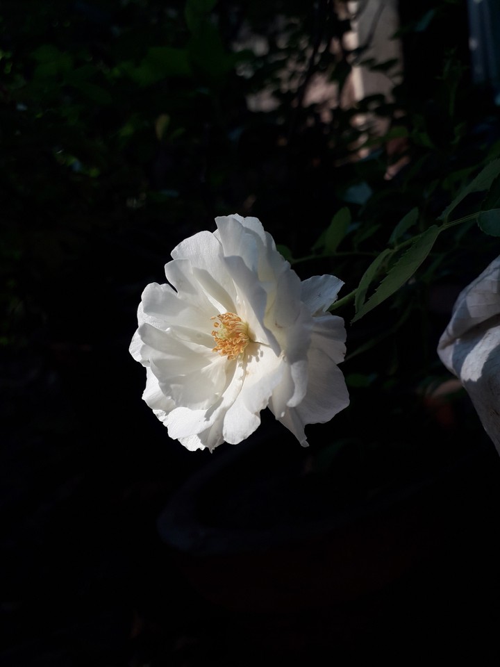 rose