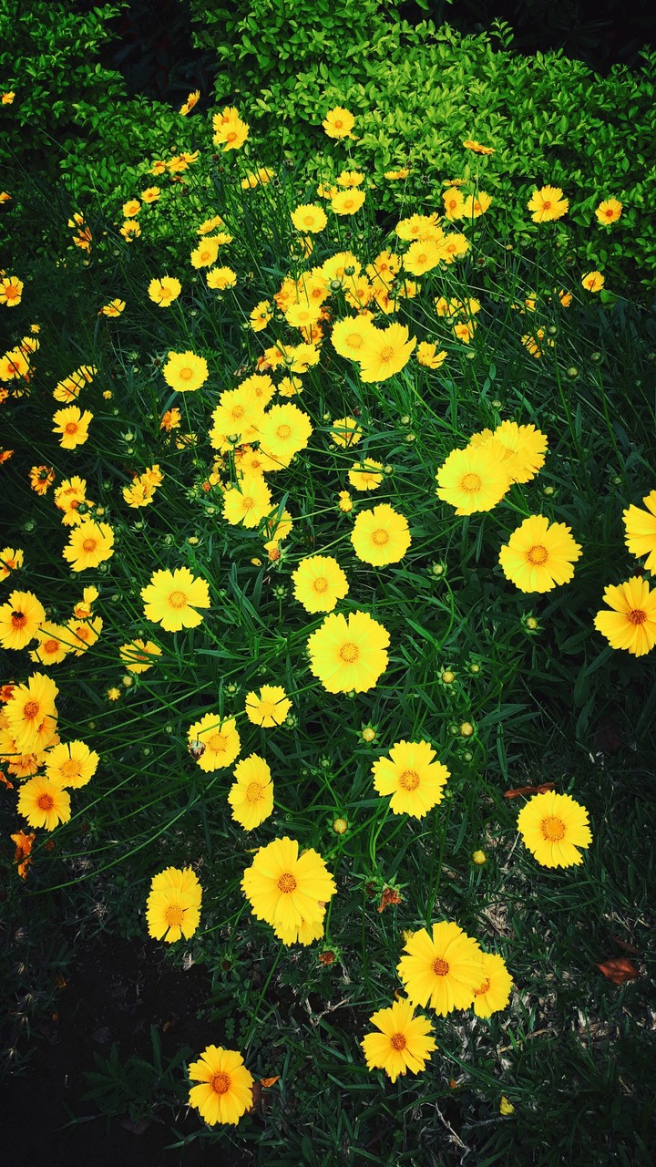 fleurs jaunes