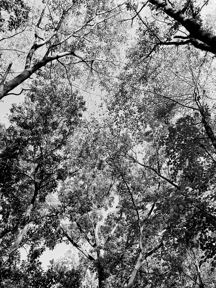 trees