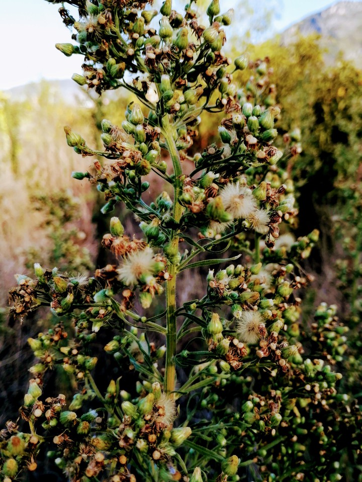 Autumnal blossom