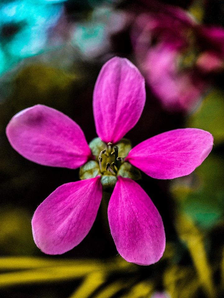 flowers inspire me