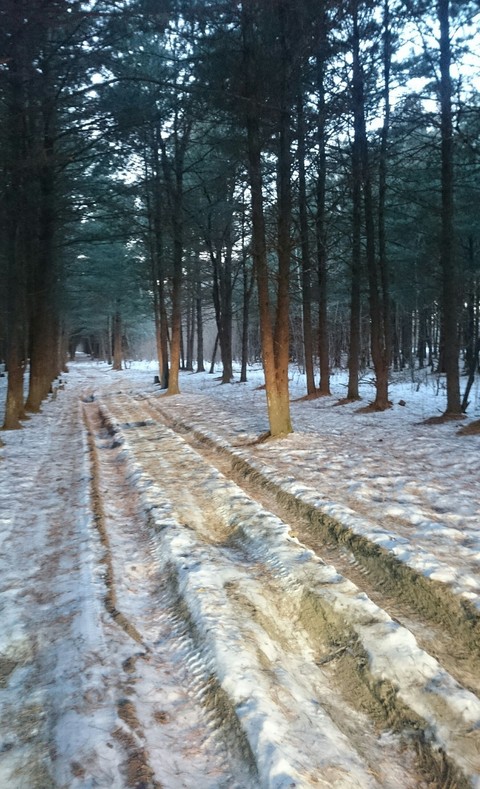 forest