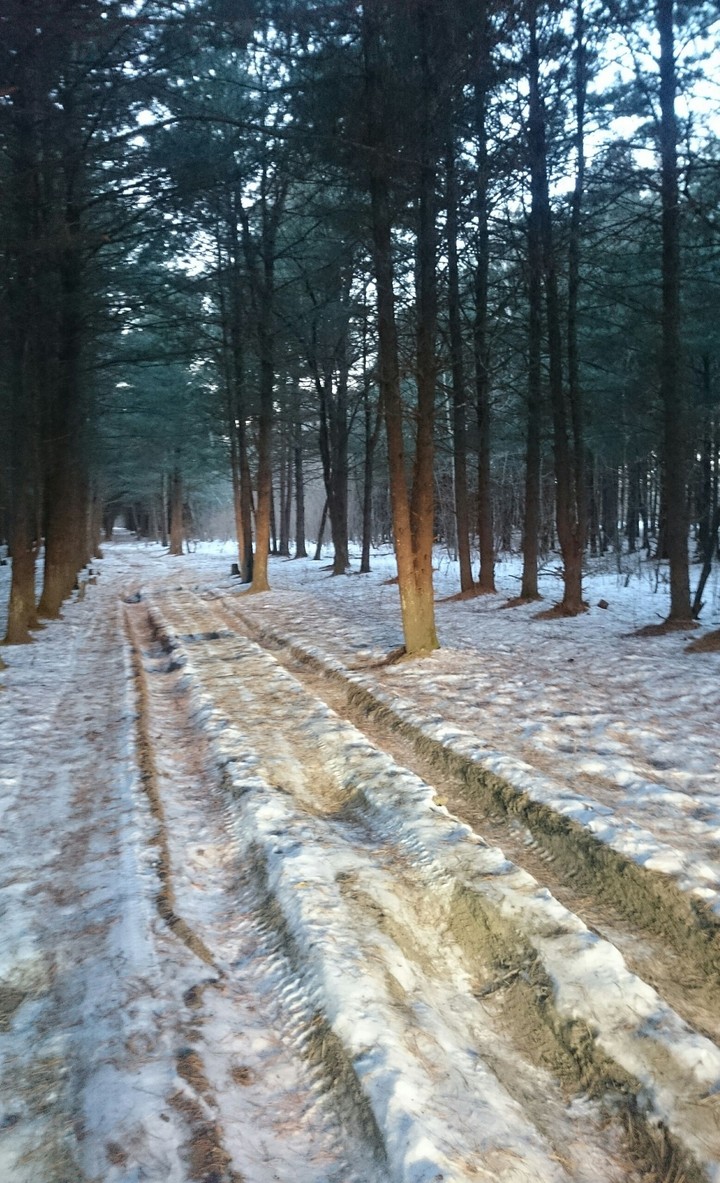 forest