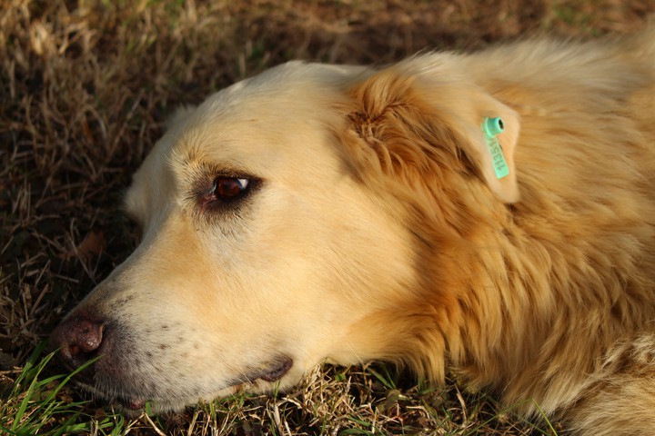 Puppy look