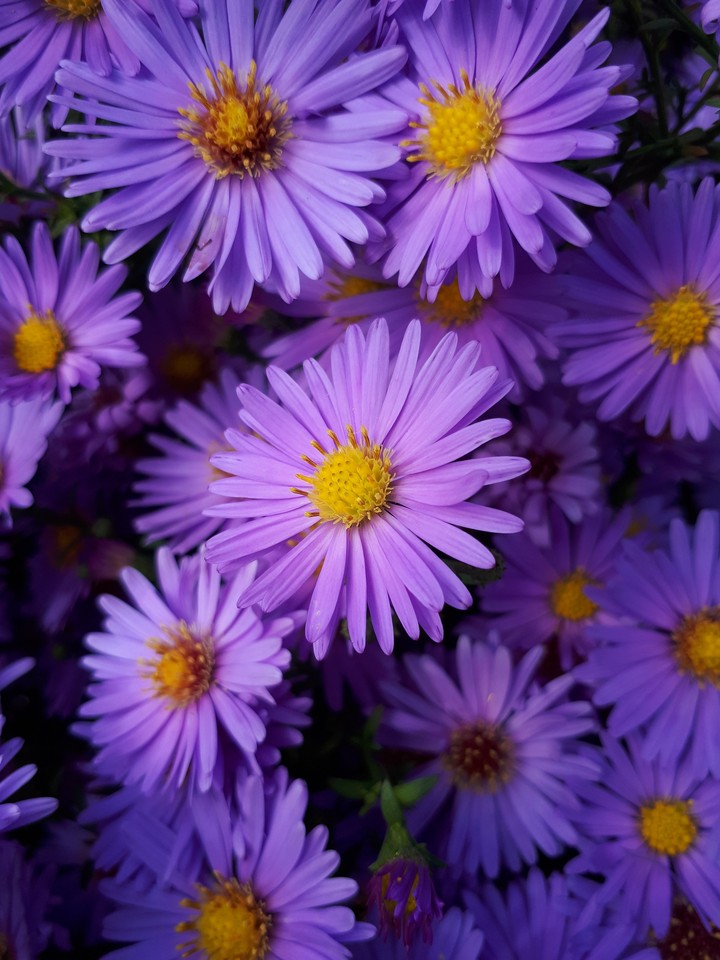 Purple flower