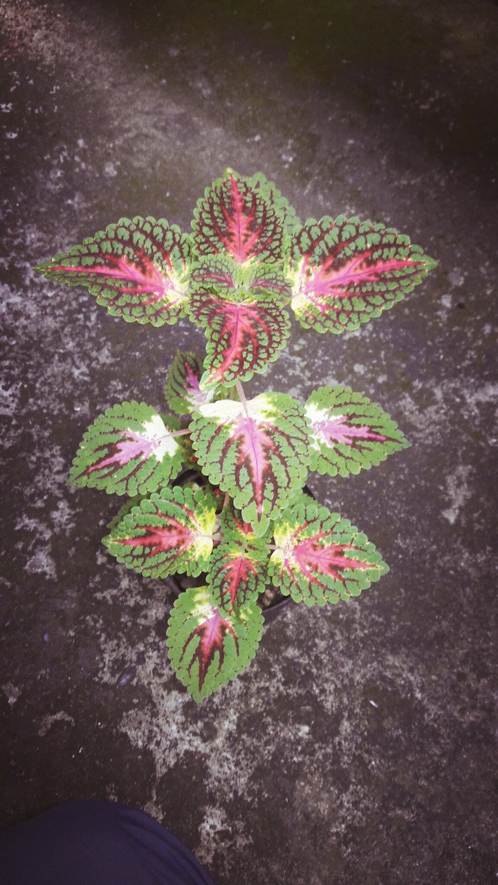 Planta