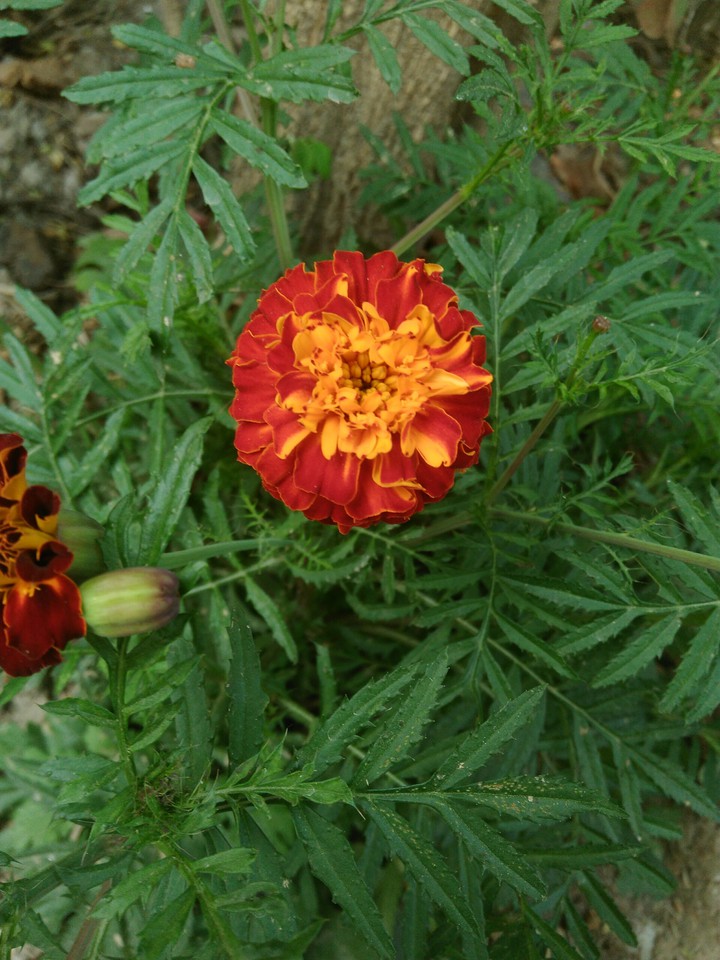 blossom flower ?