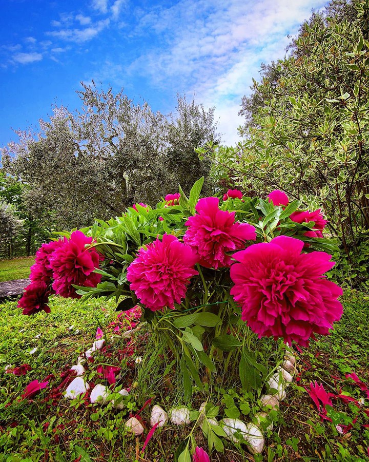 beautiful flowers