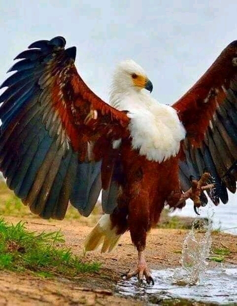 .