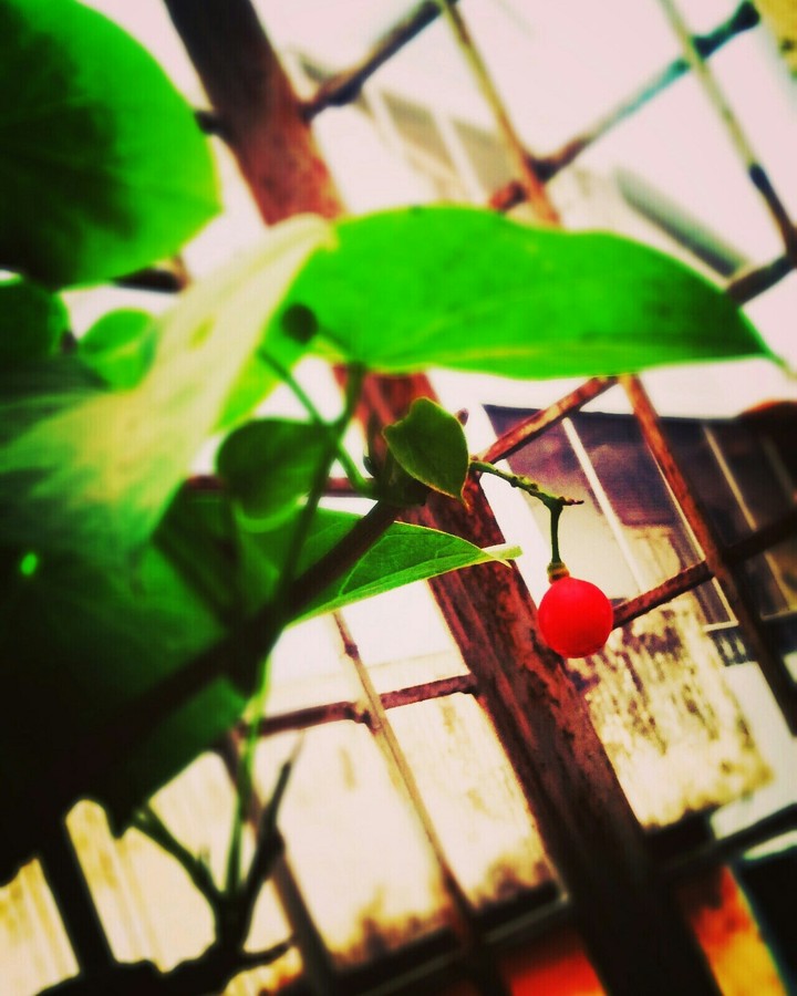 Fruit wallpaper