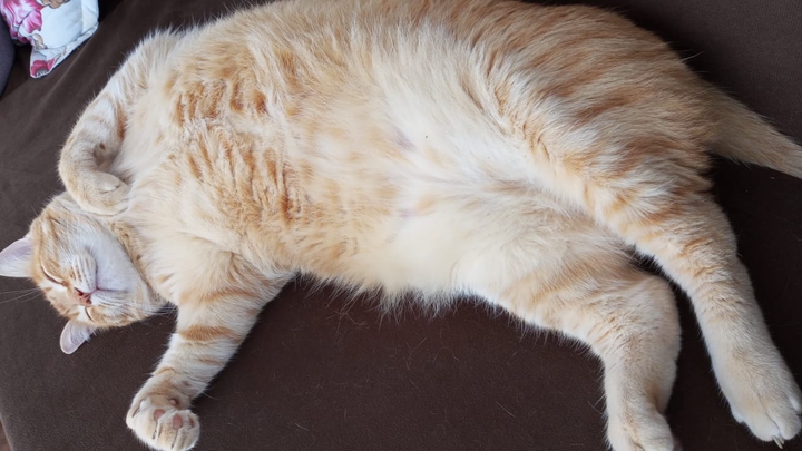Gold Cat