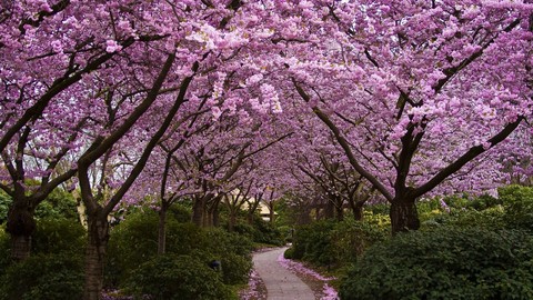 blossom garden