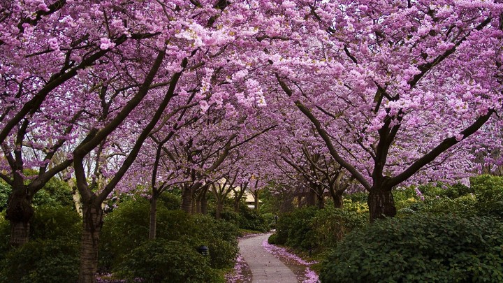 blossom garden