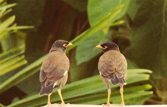 Bird in love