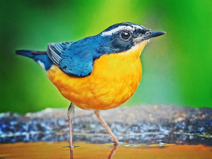 bird khandya