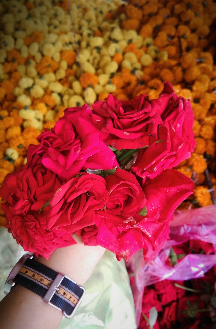 rose beauty