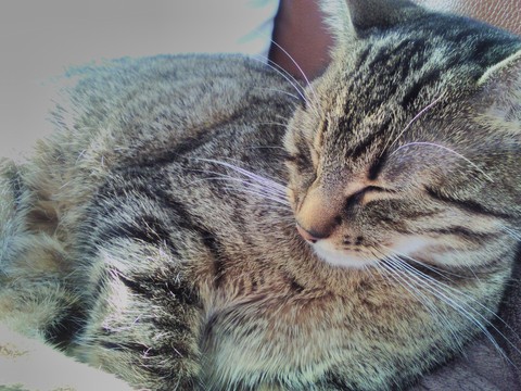 ILove cats