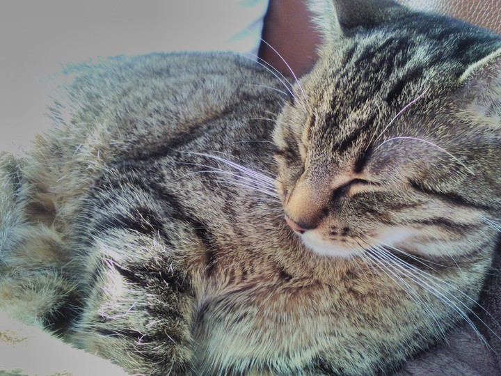 ILove cats