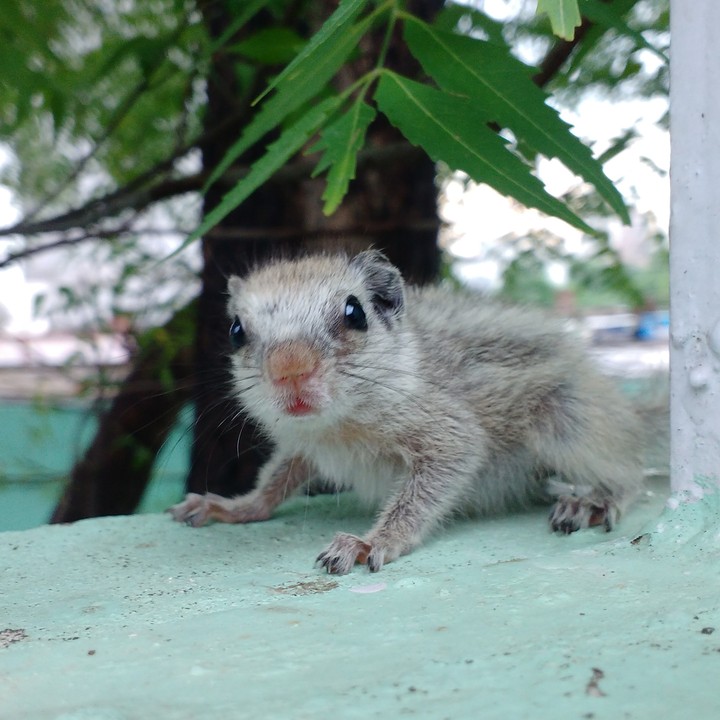 baby squirrel