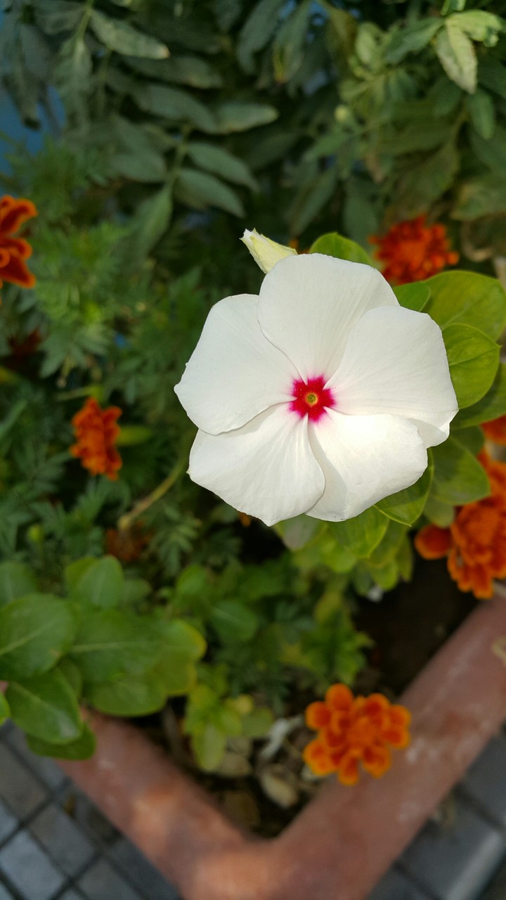 a flower in tehran city