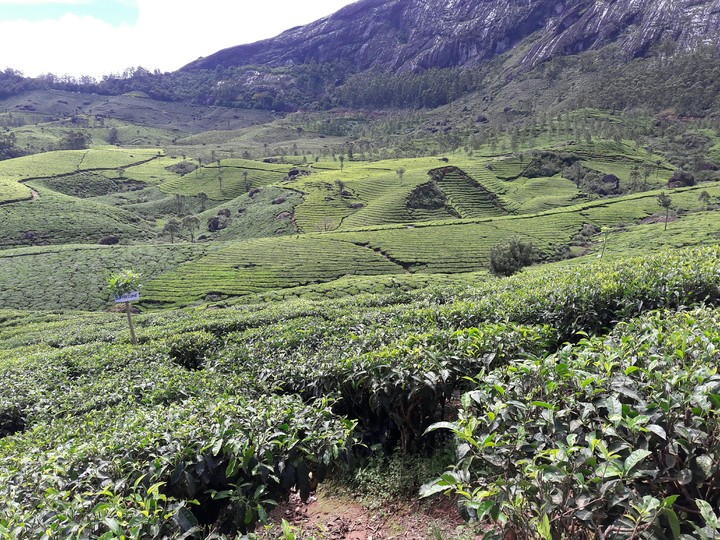 munnar trails
