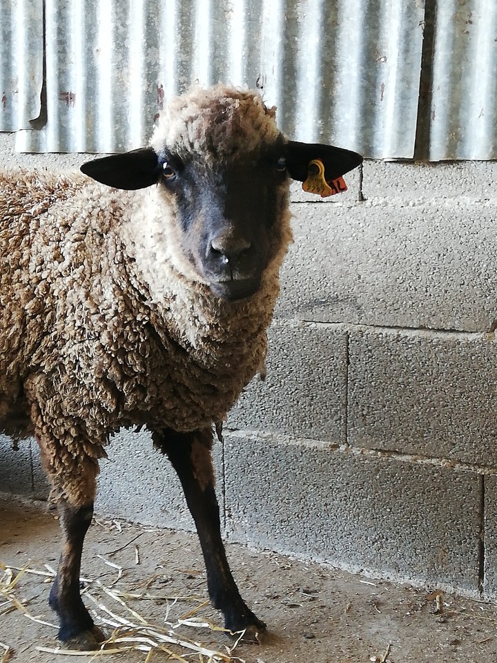sheep