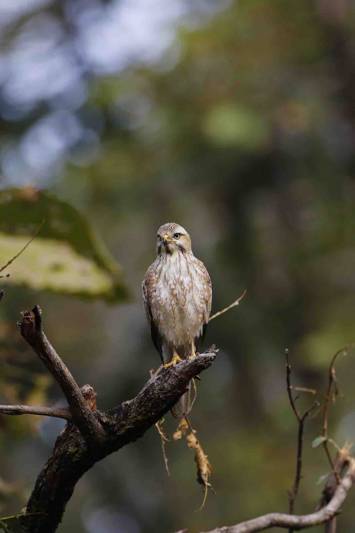 White buzzard