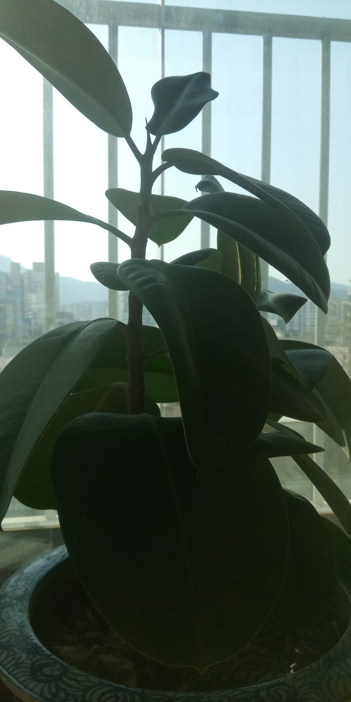 식물