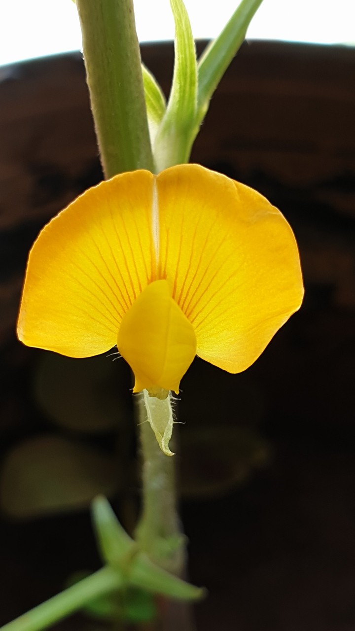 Beautiful flower