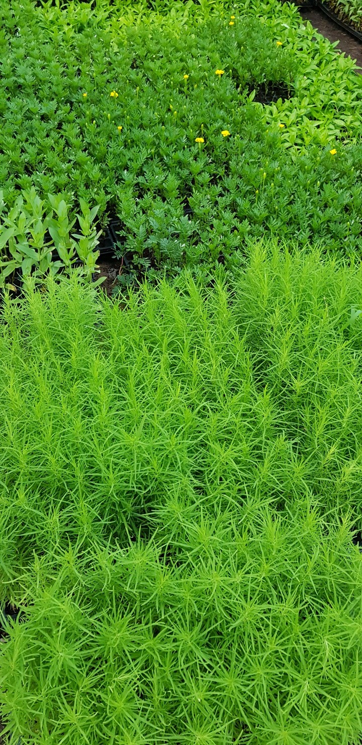 greenery