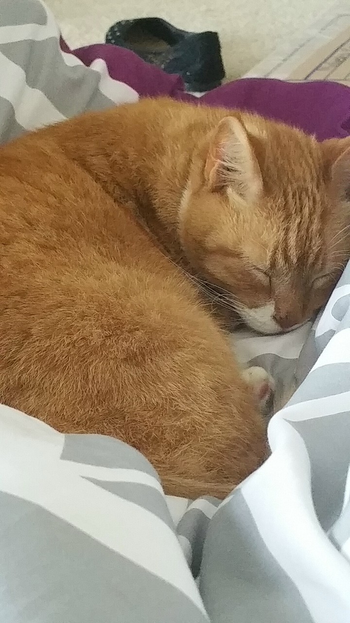 cat