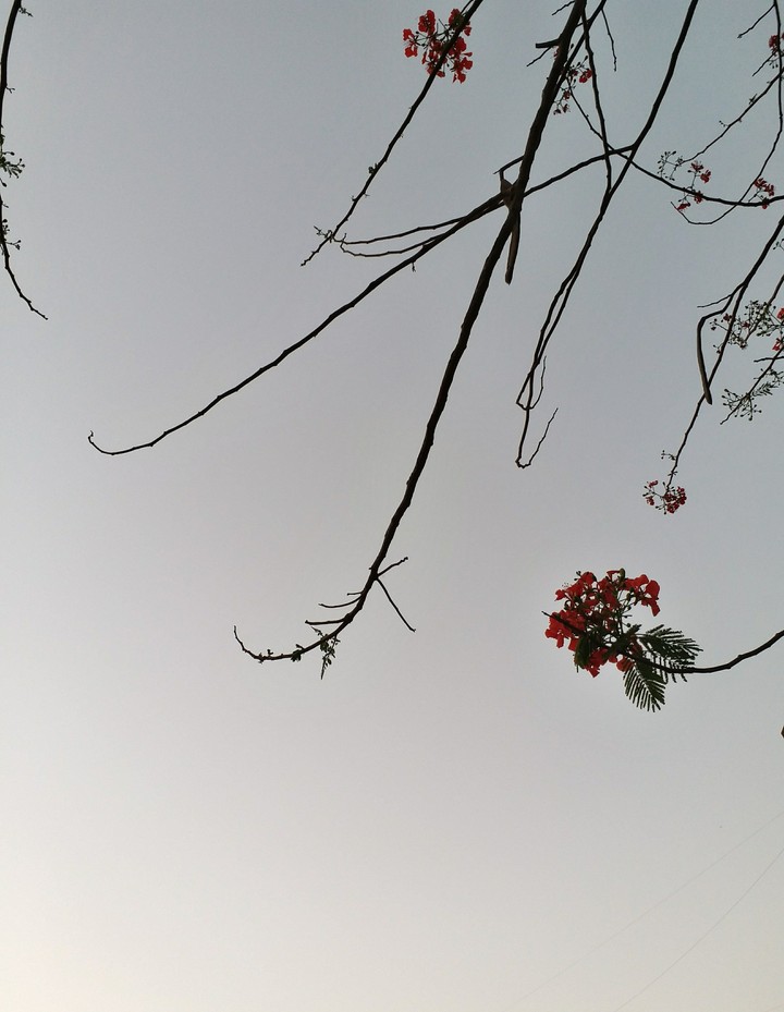 dusk