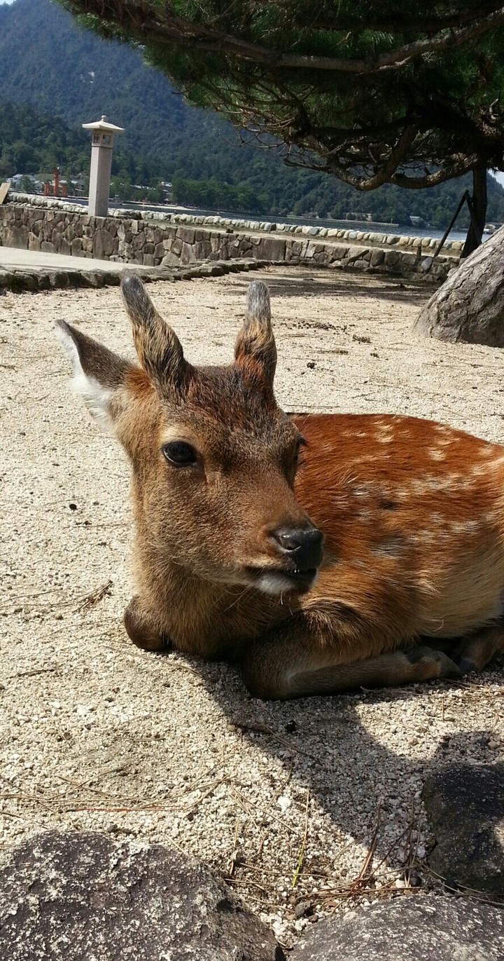 Miyajima's animal
