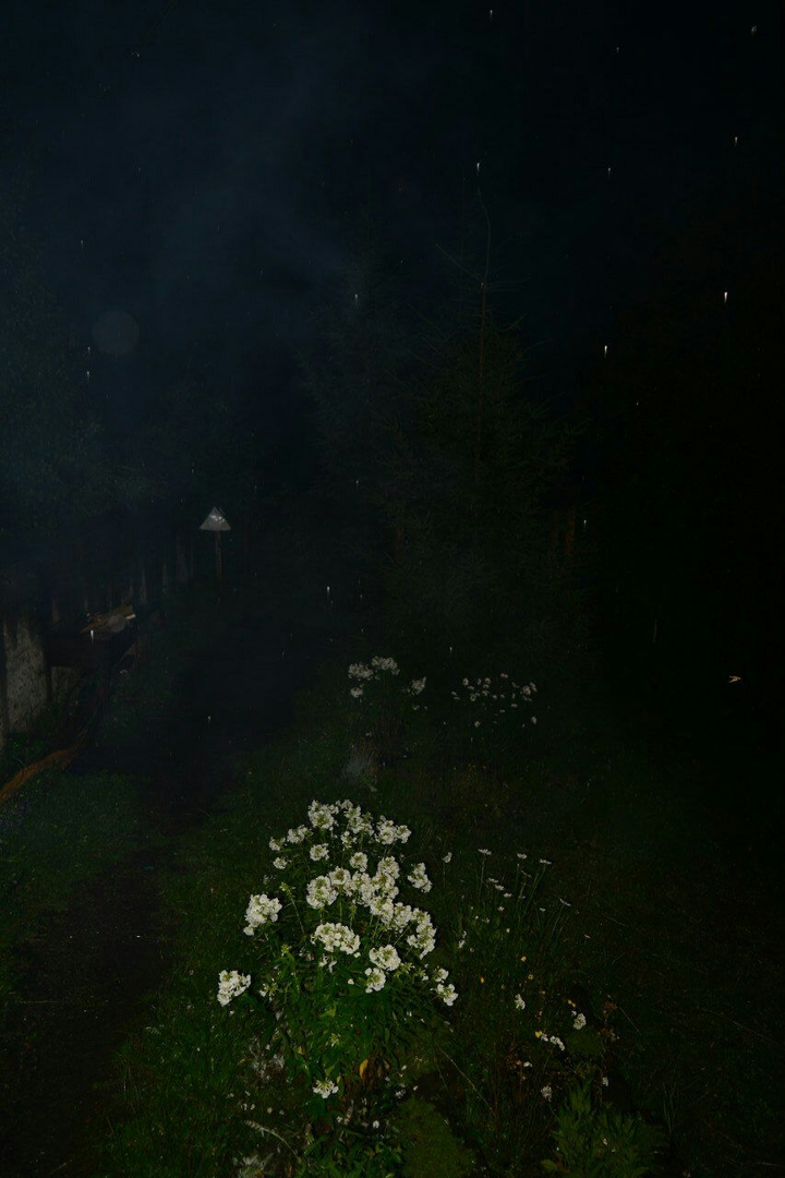 Flowers under rain at night.