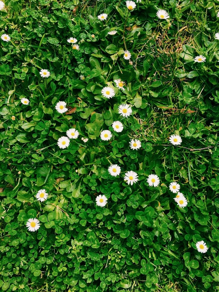 spring