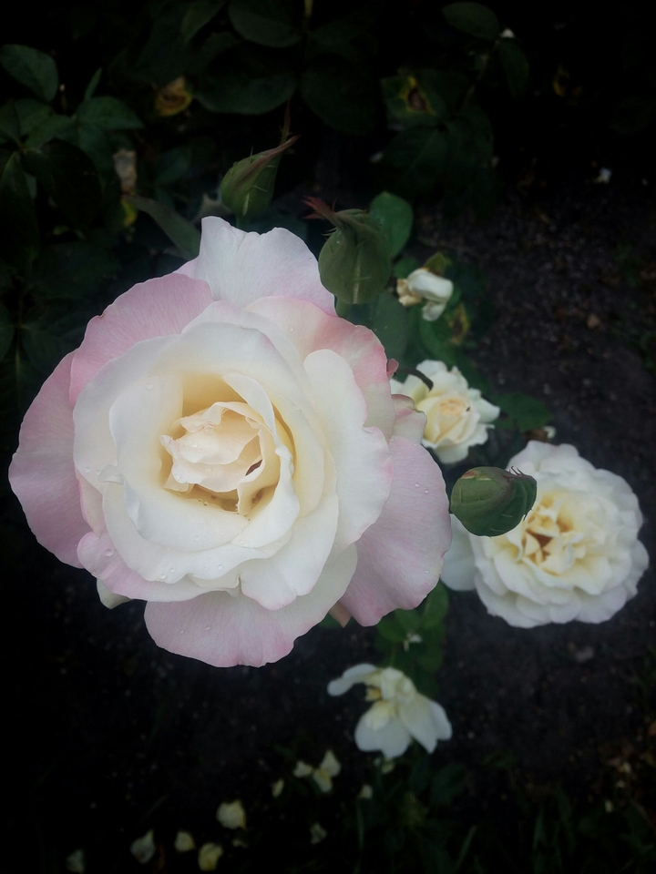 rose