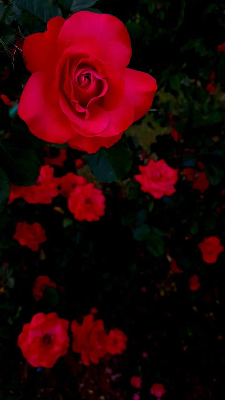 Roses