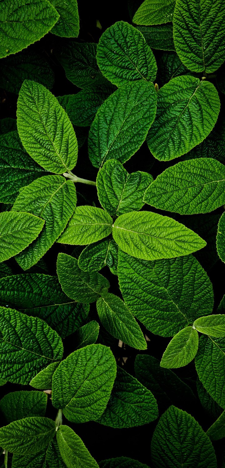 Leaves, green, dark