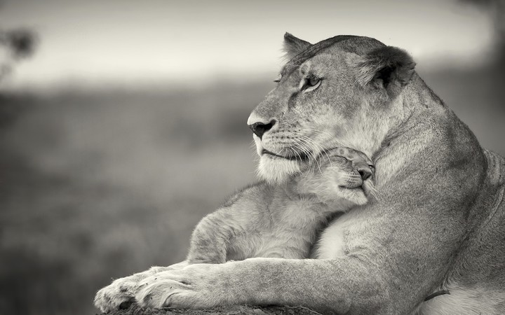Lioness
