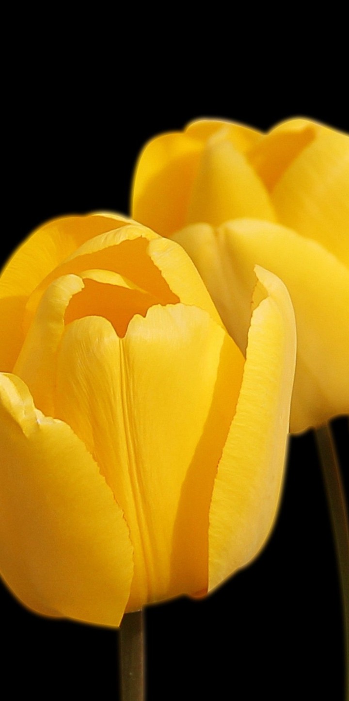 tulip